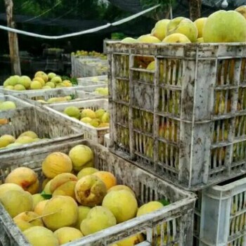 在哪里批发19黄桃，19黄桃批发价格多少钱一斤