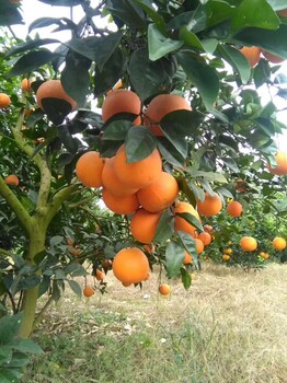 出售新宁纽荷尔脐橙，果径65以上，全国4大脐橙出大出口基地