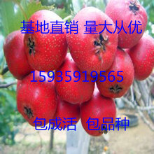 山楂树图片