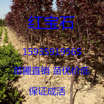 紅寶石海棠