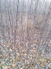 2年红色之爱红肉119-06苹果苗图片