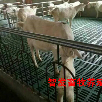 猪羊用复合漏粪板漏屎板漏缝地板厂家价格图片—河南智发