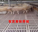 猪羊用复合漏粪板厂家直销质量保证
