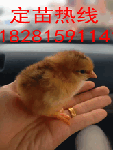 四川血毛小苗多少錢一只圖片