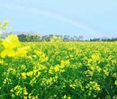 深圳龙岗春游赏花野炊烧烤亲子农家乐一日游图片