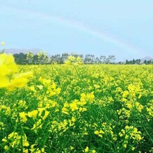 深圳龙岗春游赏花野炊烧烤亲子农家乐一日游