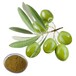 橄榄叶提取物羟基酪醇橄榄苦甙Oliveleafextract