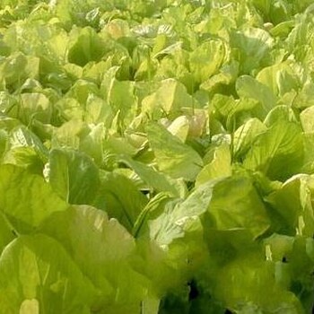 供應(yīng)靚苔40白菜苔F1種子抗病高產(chǎn)適應(yīng)廣