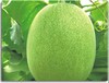 供应翠香玉甜瓜种子适于各地保护地栽培