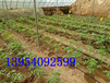常用大田蔬菜節水灌溉方式蔬菜節水灌溉技術蔬菜節水灌溉方法