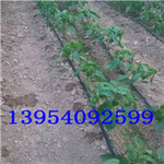 菏泽节水灌溉系统产品、玉米滴灌带的使用、河南大田滴灌滴灌带