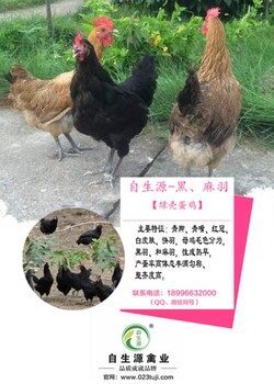 丽江常年出售青脚红羽土鸡苗，脱温鸡，绿壳蛋鸡苗，香鸡苗