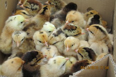湘西州本地纯种土鸡苗，绿壳蛋鸡苗，瑶鸡苗，脱温鸡，图片3