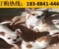 云南昭通鎮雄狗場常年出售頂級昆明犬