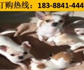 云南楚雄元謀哪里有賣卡斯羅犬聯系方式