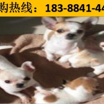 楚雄昆明犬出售