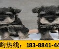 貴州銅仁萬山養狗基地常年出售純血統的邊境牧羊犬
