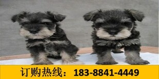 贵州六盘水水城宠物交易市场买纯种高加索图片3
