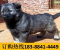 云南紅河屏邊苗族自治狗場常年出售高品質巨型貴賓犬
