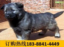 贵州遵义红花岗宠物交易市场买纯种柴犬图片1