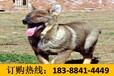贵州黔东南黄平养狗基地常年出售自己繁殖的美国恶霸犬
