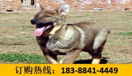 云南大理漾濞彝族自治哪里有卖卡斯罗犬多少钱图片3