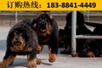 贵州黔西南册亨狗场卖纯种拉布拉多犬