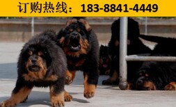 贵州黔西南晴隆有卖纯度萨摩耶犬图片4