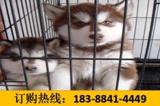 云南普洱墨江哈尼族自治养犬基地卖巴哥犬批发图片1