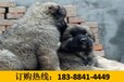 云南怒江兰坪白族普米族自治狗场常年出售高品质巨型贵宾犬