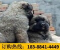 云南普洱澜沧拉祜族自治狗市场出售马犬地址