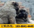 云南大理祥云養犬基地純正血統拉布拉多犬