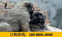 贵州遵义道真仡佬族苗族自治狗场自己繁殖的金毛犬图片4