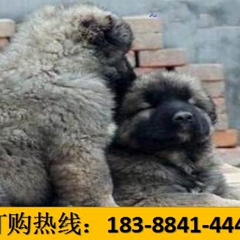 师宗县可以买到纯种古代牧羊犬