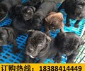贵州毕节金沙狗场卖纯种昆明犬