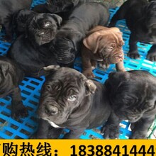 云南大理祥云狗场常年出售赛级萨摩耶犬图片