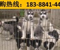 云南楚雄南華養犬基地賣大白熊批發