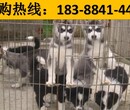 云南丽江永胜宠物基地出售法国斗牛犬多少钱图片