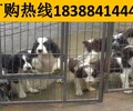 云南昭通昭陽區狗市場出售純種德國牧羊犬