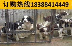 贵州遵义遵义宠物交易市场买有血统证比格犬图片3