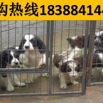 云南大理漾濞彝族自治哪里有卖卡斯罗犬多少钱