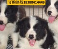 云南昆明嵩明狗市场出售狼青犬批发