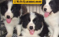 云南文山丘北养犬基地卖巴哥犬批发图片5