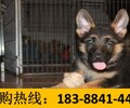 云南文山廣南養犬基地賣阿拉斯加犬地址