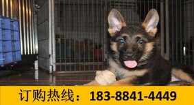 贵州黔东南三穗宠物交易市场自己繁殖的萨摩耶犬图片3