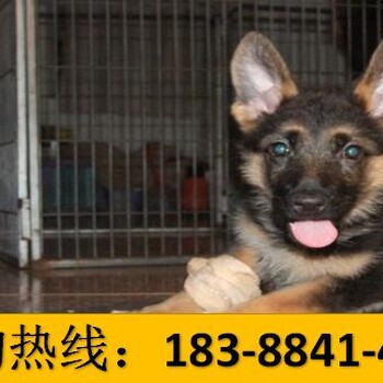 贵州毕节金沙宠物交易市场有血统证茶杯犬