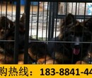 贵州黔西南兴仁狗场卖纯种拉布拉多犬图片