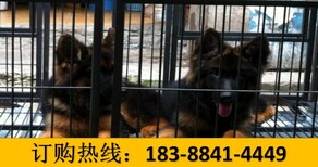 贵州安顺西秀哪里在卖狼青犬图片0