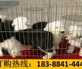 云南昭通綏江養犬基地純種卡斯羅犬