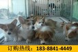 云南昆明盘龙养犬基地卖纯种卡斯罗犬